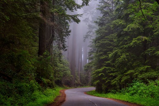 redwood-national-park-california-hdr-landscape-163585